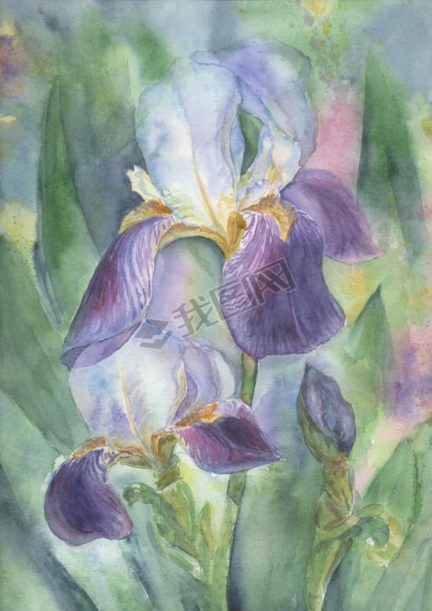 Irises