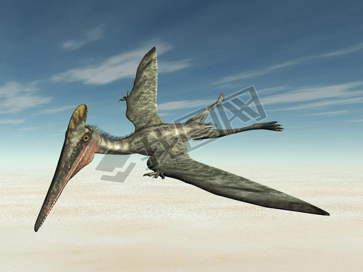  pterodactylus