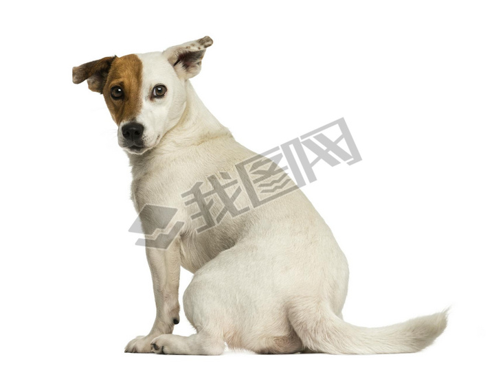 Rear view of a Jack russel terrier looking back, isolated on whi