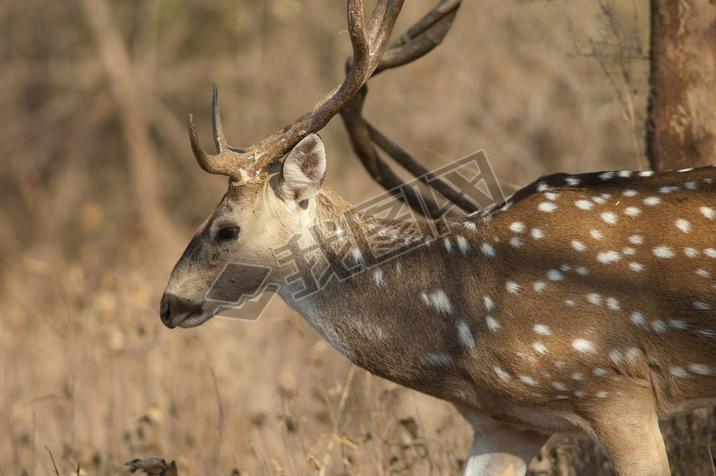 زߵԡGir Sanctuary.żӡ.