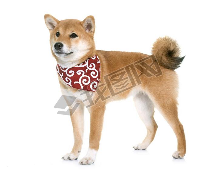  shiba inu