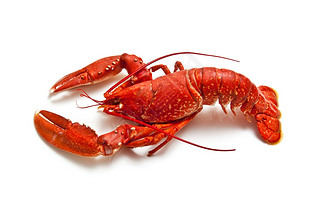 Cooked European common lobster