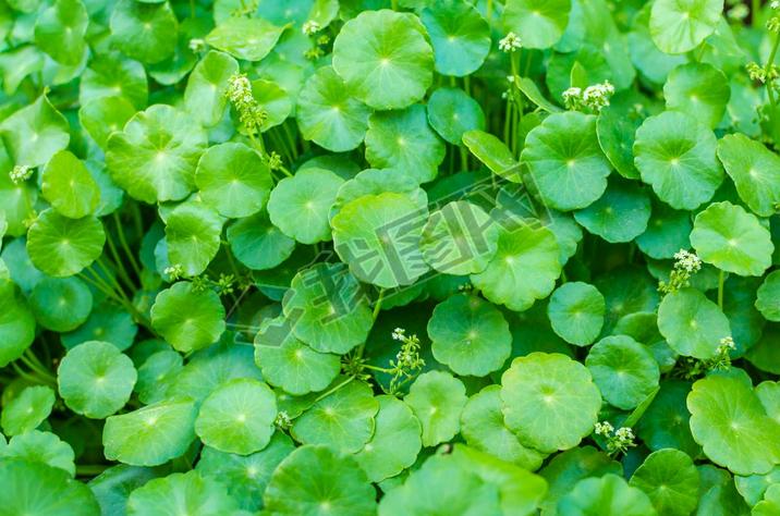  Pennywort ɫ