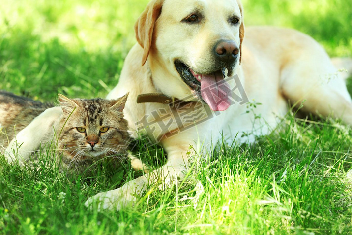 dog and cat resting