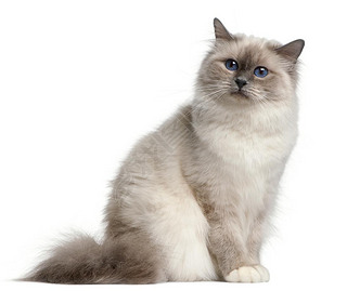 9 ´ڰɫǰ birman è