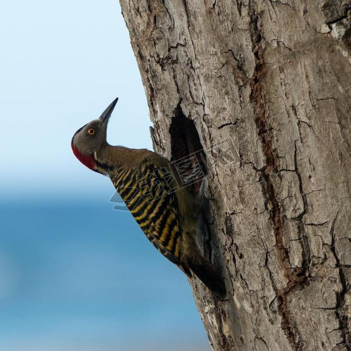 ڼձȶӹ͹鵾ϵ hispaniolan woodpecker (melanerpes striatus).
