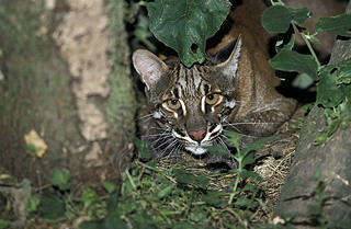 Chat Dore D'Asie catopuma temmincki