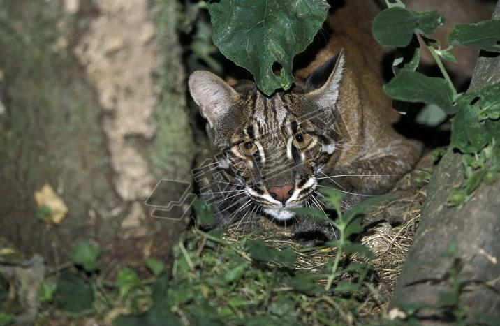 Chat Dore D'Asie catopuma temmincki