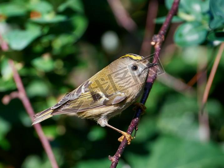 goldcrest (ԯʮ׹˹)