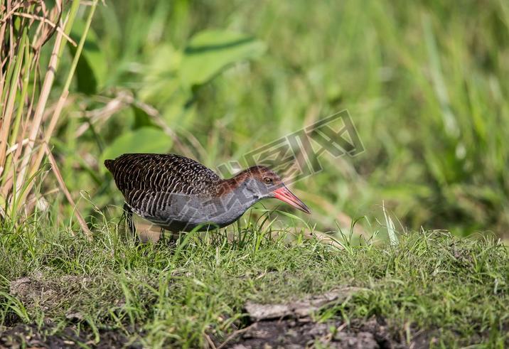 -۹ (Gallirallus striatus )