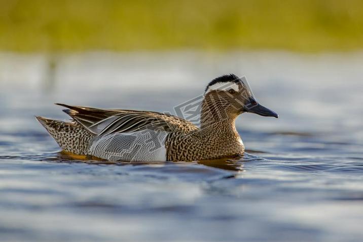  garganey Ѽ