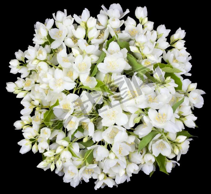 Circle from white jaine flowers