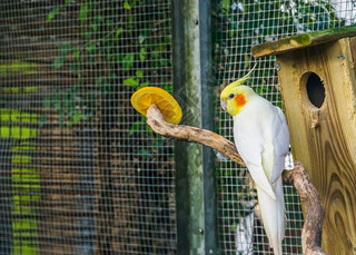 еLutino cockatiel׶еɫ죬԰Ĵǵȴ