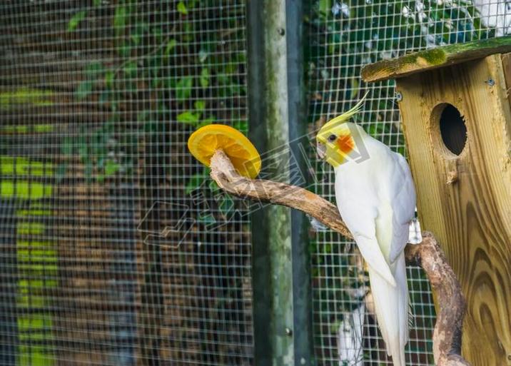 еLutino cockatiel׶еɫ죬԰Ĵǵȴ