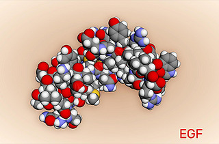 ƤEGF׷̼ϸͷֻ3DȾPDB 2KV4 ˵1