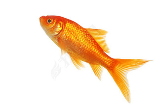 Isolated gold fish