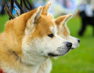  inu 