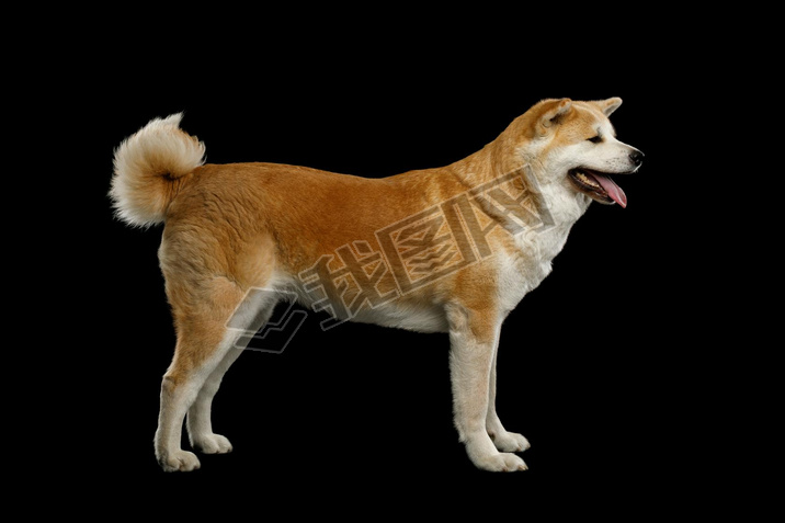 Akita Inu Dogվڹĺɫϣ