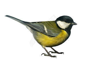 titmouse 񣬹ڰɫ֤ʳ٤륷奦Ǥ