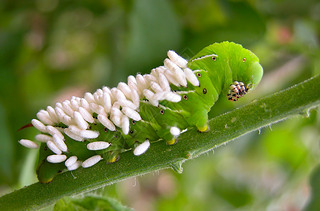 Ʒ伦 hornworm