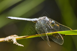 Ʋ (Orthetrum chrysostigma)