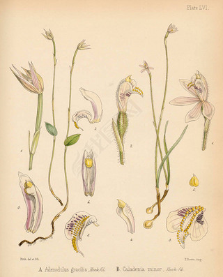 Adenochilus ɡCaladenia Сϼеֲѧ1844׶