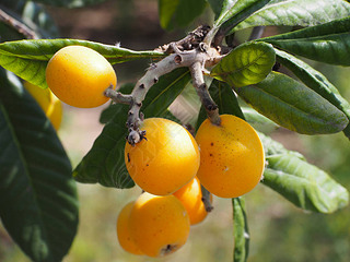 ϵ loquat  (Eriobotrya japonica)ֹϵˮάءʺͿ