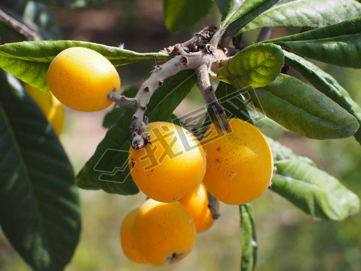 ϵ loquat  (Eriobotrya japonica)ֹϵˮάءʺͿ