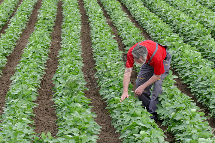 Farmer or agronomist in soy bean field examine plant