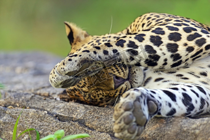 ˹ leopards