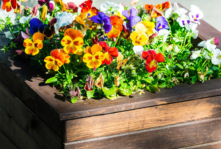 pansy (Viola tricolor) in flowerbed