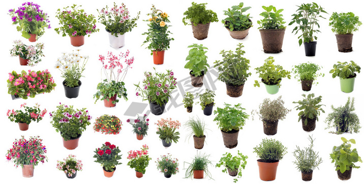 aromatic herbs and flower plants