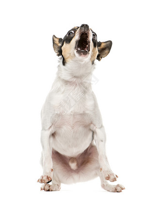 Chihuahua barking at camera, 2.5 years old, isolated on white