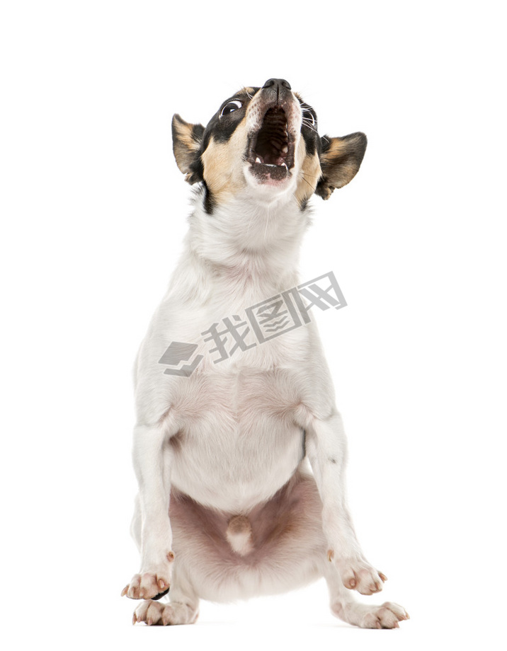 Chihuahua barking at camera, 2.5 years old, isolated on white