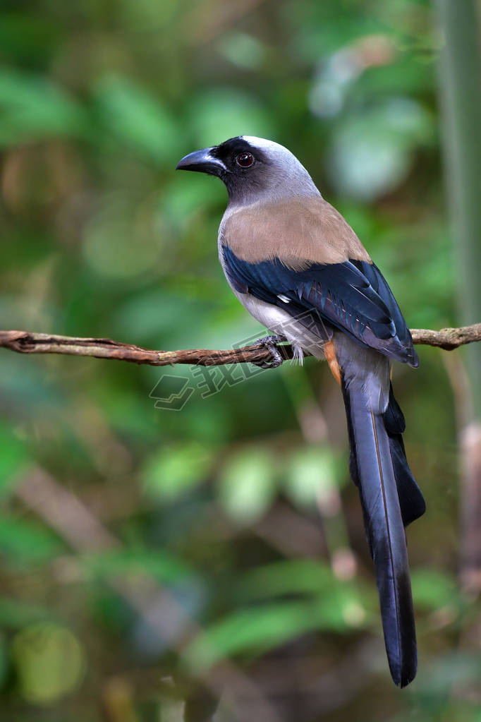 , ɫ Treepie (Dendrocitta ) վڷ֧, ̩.