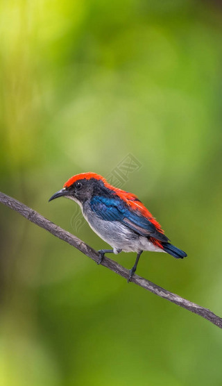  (ɺֵ֧ Flowerpecker) ȻҰ