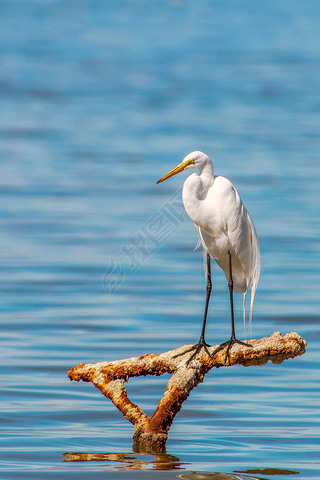 ⼣߰ߵϵĴ (ardea alba)