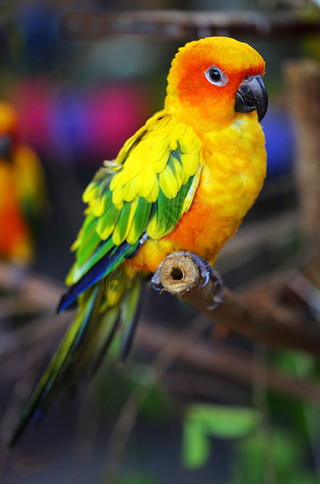 sun conure ķ֧