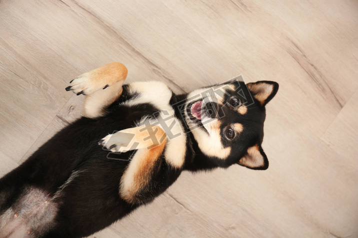 ɰ Shiba inu 