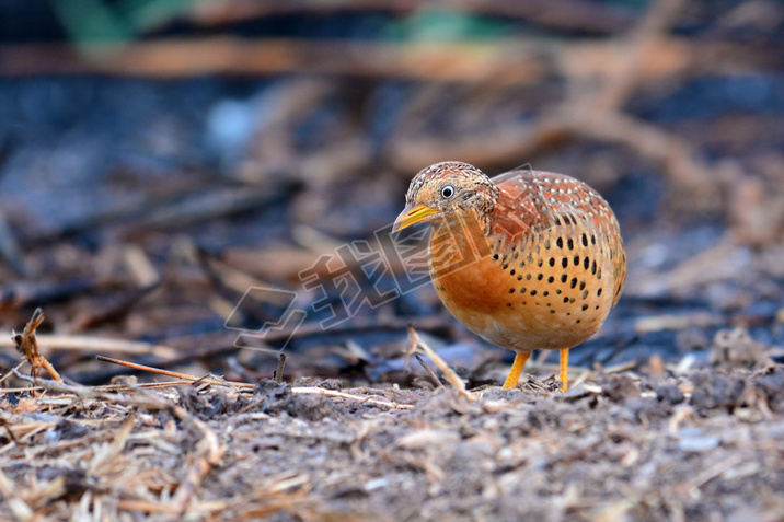  Buttonquail 