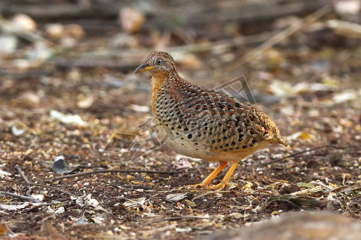  Buttonquail Turnix tanki ̩