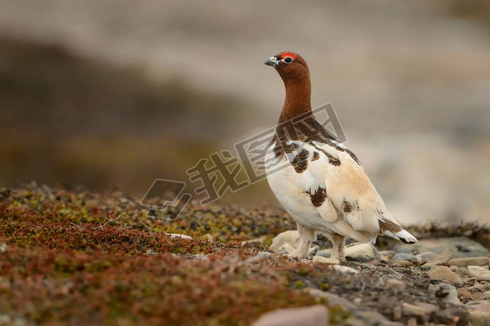  Ptarmigan-lagopus lagopus