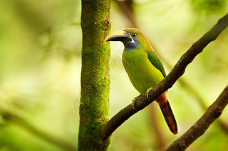  Toucanet, Aulacorhynchus caeruleogularis˹Сľȴɭе.