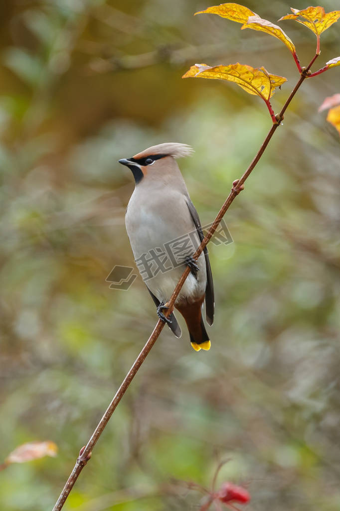 ϣǴ Bombycilla garrulus