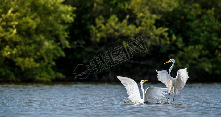 The fighting great egrets