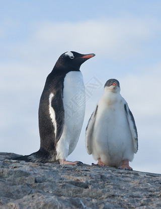 СŮ gentoo .