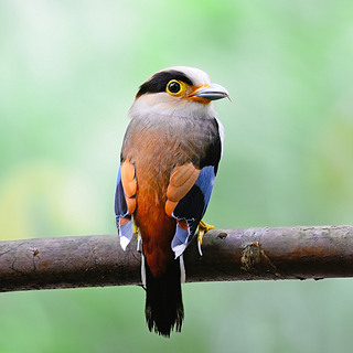 Ԧͦɦʦ? ҦǦ?ͦɦ-breasted broadbill