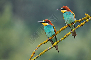 ɫŷ޷ʳ (Merops apiaster) ϢһС֦.