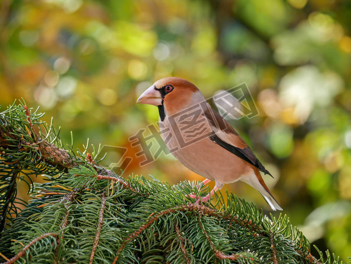  Hawfinch (Coccothraustes Coccothraustes), ɭб