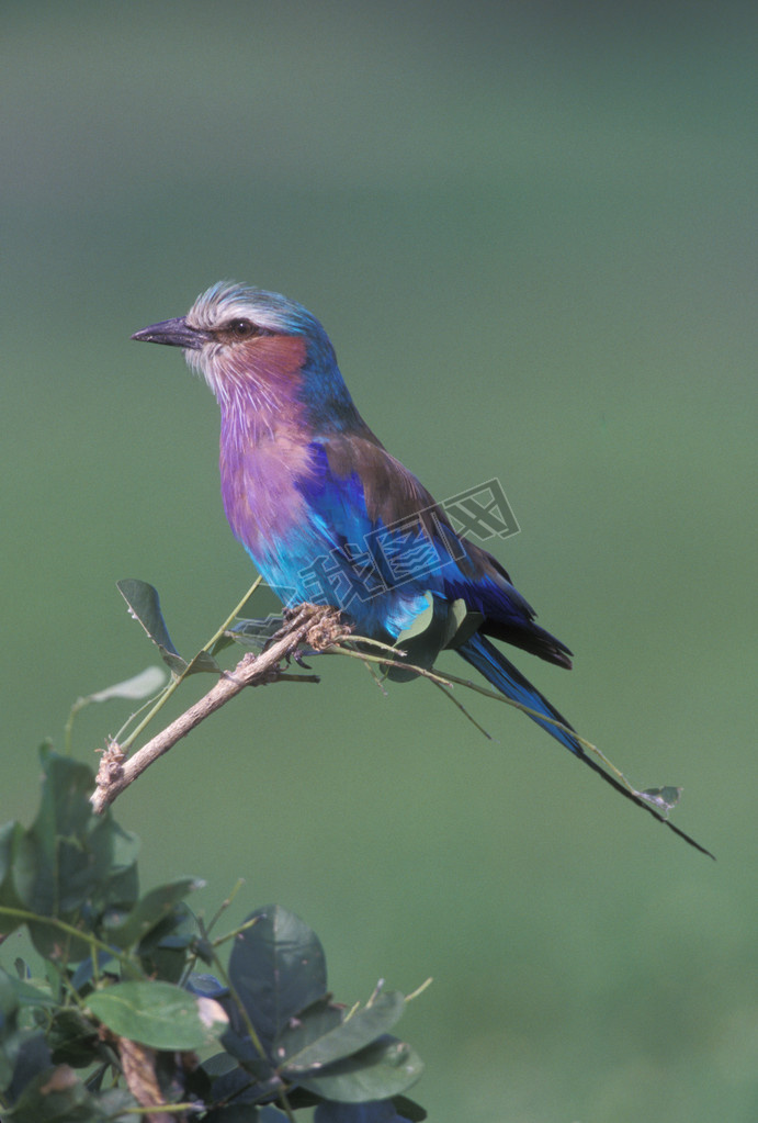 ɦ?-beasted ʦԦ?ͦĦѦϦ, coracias caudata